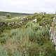 Artemisia absinthium