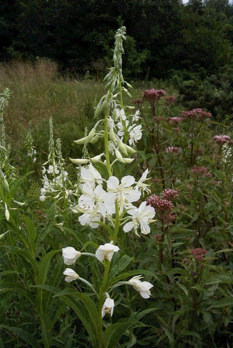 Chamerion angustifolium - © Barry Stewart