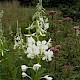 Chamerion angustifolium