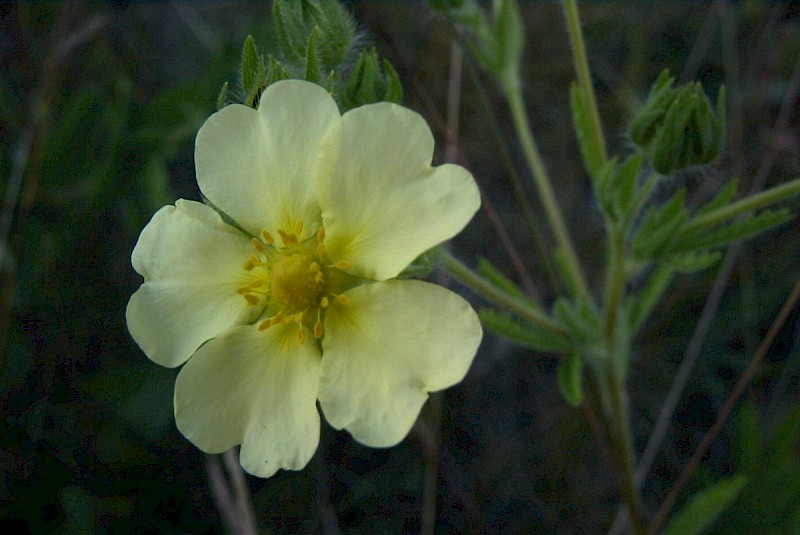 Potentilla recta - © Barry Stewart