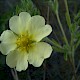 Potentilla recta