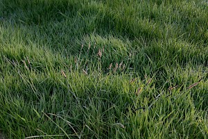 Alopecurus bulbosus Bulbous Foxtail