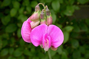 Lathyrus odoratus Sweet Pea