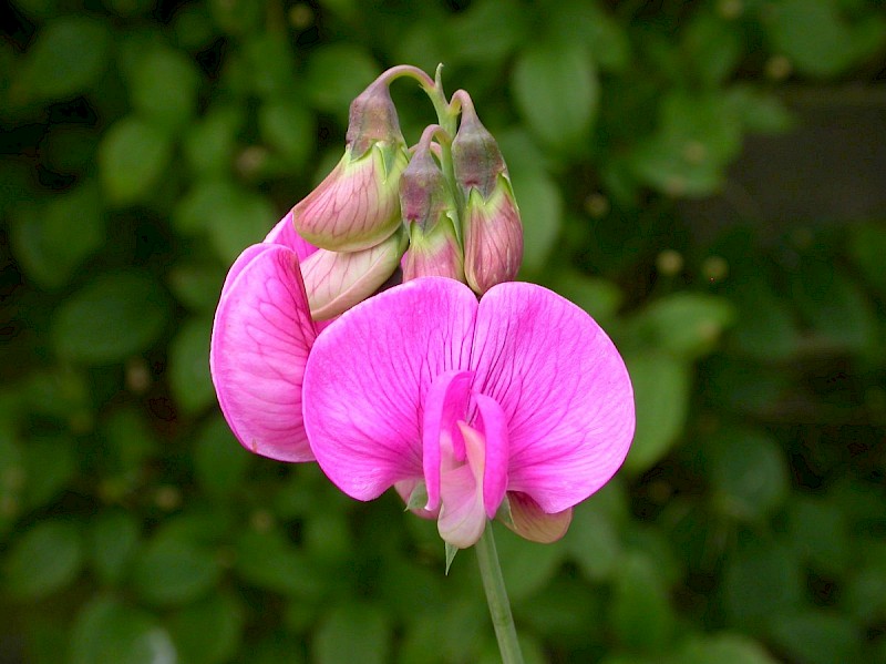 Lathyrus odoratus - © Barry Stewart