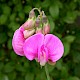 Lathyrus odoratus