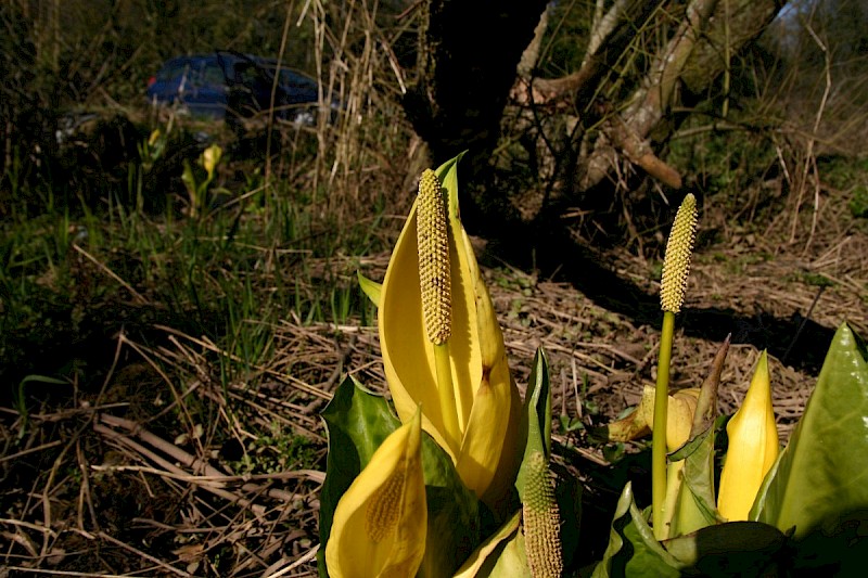 Lysichiton americanus - © Barry Stewart