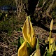 Lysichiton americanus