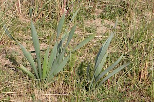 Amaryllidaceae