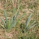 Pancratium maritimum