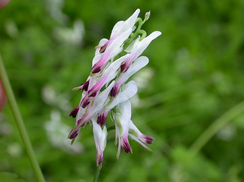 Fumaria capreolata subsp. babingtonii - © Barry Stewart