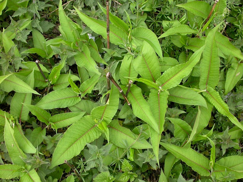 Persicaria wallichii - © Barry Stewart