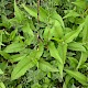 Persicaria wallichii