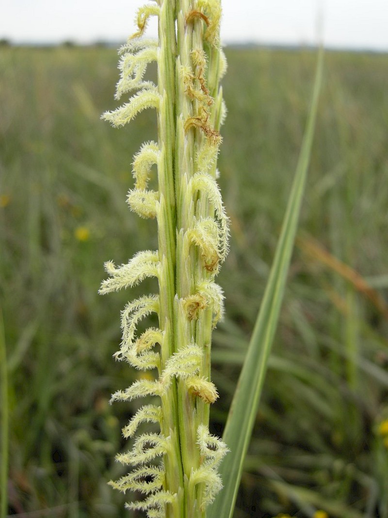 Spartina anglica - © Barry Stewart