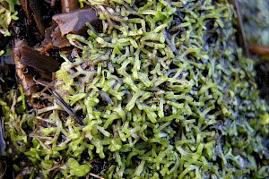 Riccia fluitans Floating Crystalwort