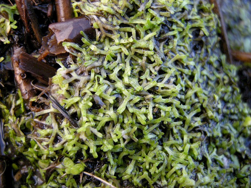 Riccia fluitans - © Barry Stewart