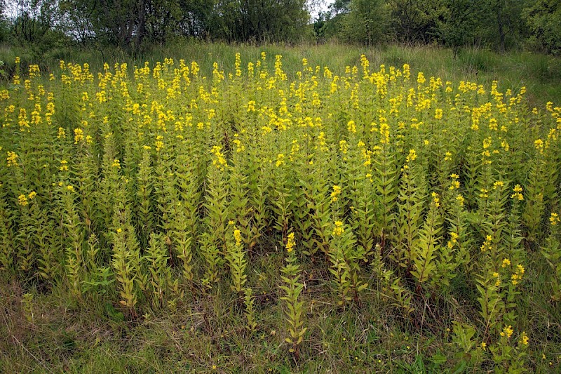 Lysimachia punctata - © Charles Hipkin