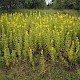 Lysimachia punctata