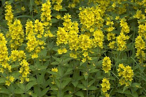 Dotted Loosestrife: Lysimachia punctata