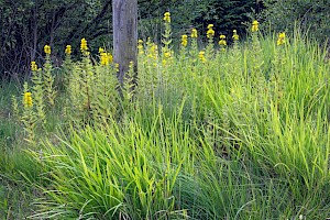 Dotted Loosestrife: Lysimachia punctata