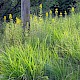 Lysimachia punctata