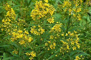 Yellow Loosestrife: Lysimachia vulgaris