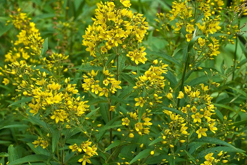 Lysimachia vulgaris - © Charles Hipkin