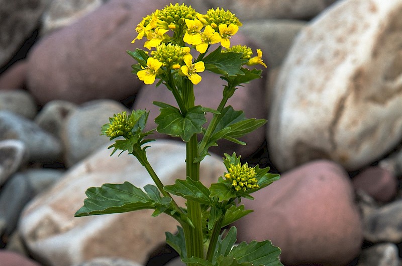 Barbarea vulgaris - © Charles Hipkin