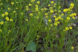 Winter-cress: Barbarea vulgaris