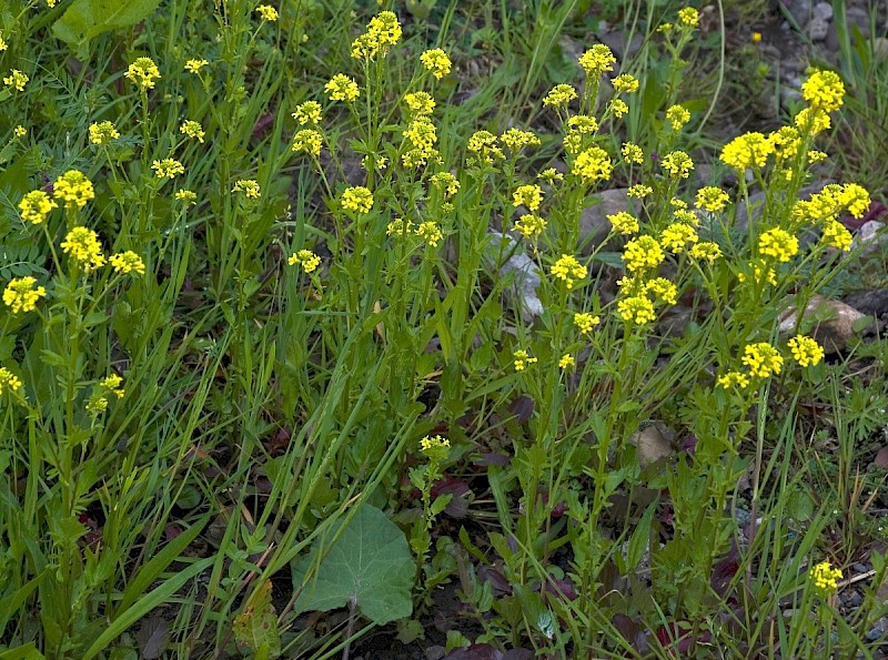 Barbarea vulgaris - © Charles Hipkin