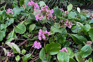 Heart-leaved Bergenia: Bergenia cordifolia