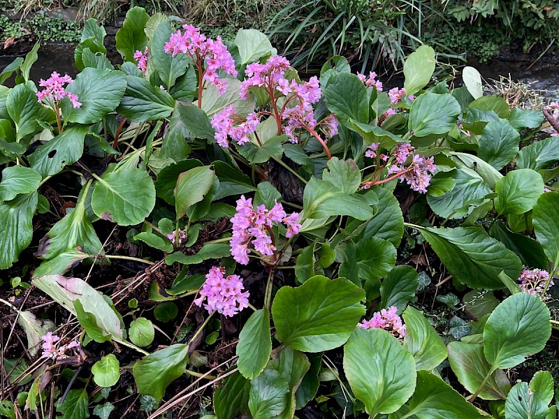 Bergenia cordifolia - © Charles Hipkin