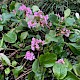 Bergenia cordifolia