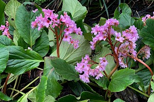 Bergenia cordifolia Heart-leaved Bergenia