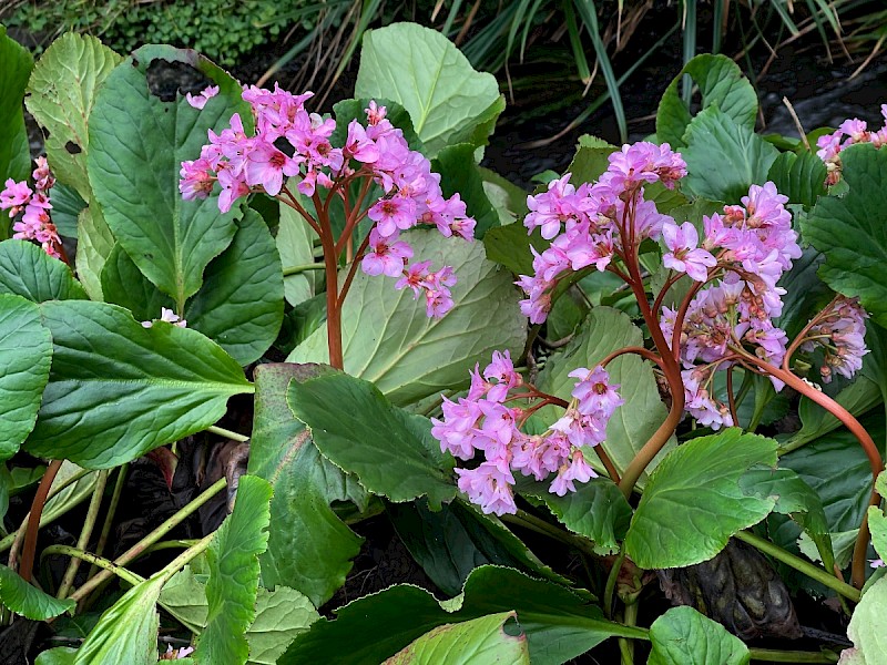 Bergenia cordifolia - © Charles Hipkin