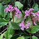 Bergenia cordifolia