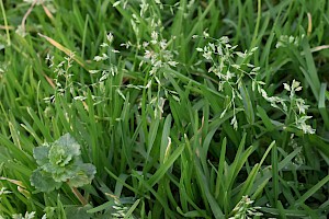 Annual Meadow-grass: Poa annua