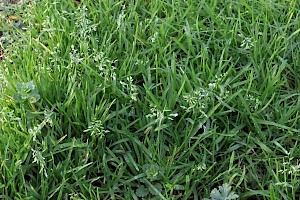 Annual Meadow-grass: Poa annua