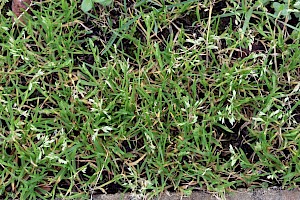 Annual Meadow-grass: Poa annua