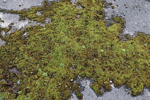 Rusty Beard-moss: Didymodon ferrugineus