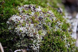 Six-celled Moss-dot: Bilimbia sabuletorum