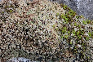 Six-celled Moss-dot: Bilimbia sabuletorum