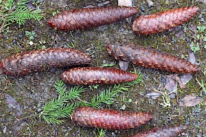 Norway Spruce: Picea abies