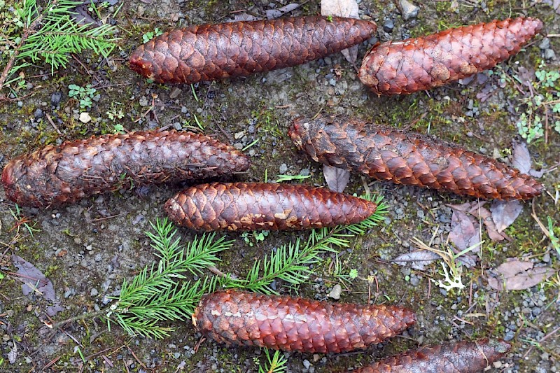 Picea abies - © Charles Hipkin