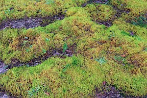 Pointed Spear-moss: Calliergonella cuspidata