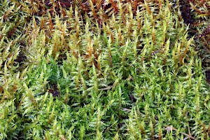 Calliergonella cuspidata Pointed Spear-moss