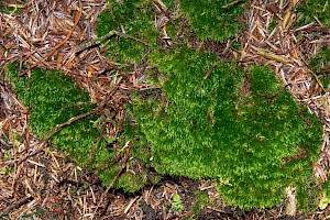 Rusty Swan-neck Moss: Campylopus flexuosus