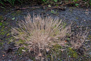 Fern-grass: Catapodium rigidum