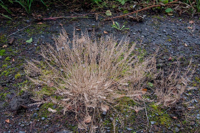 Catapodium rigidum - © Charles Hipkin