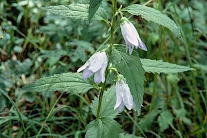 Campanulaceae