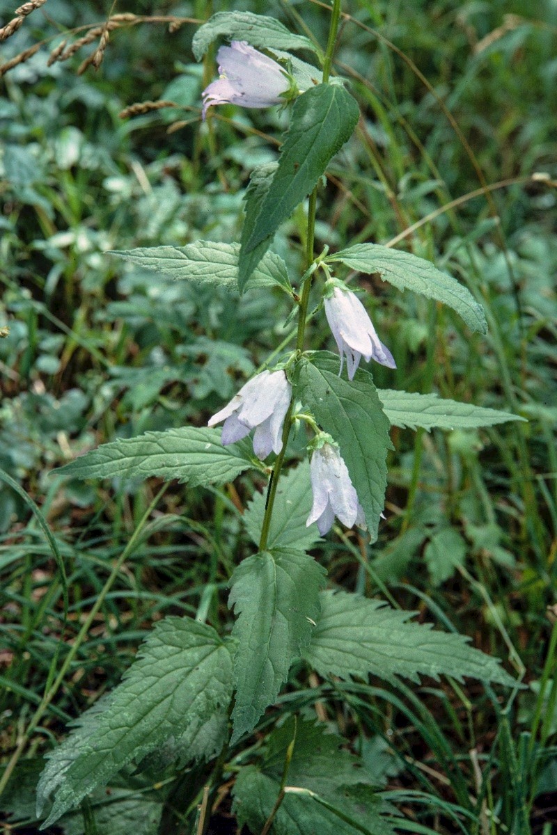 Campanula trachelium - © Charles Hipkin